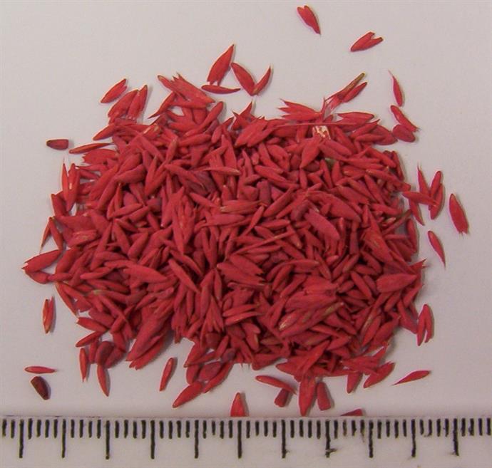 Coated Cocksfoot (Orchard) Grass